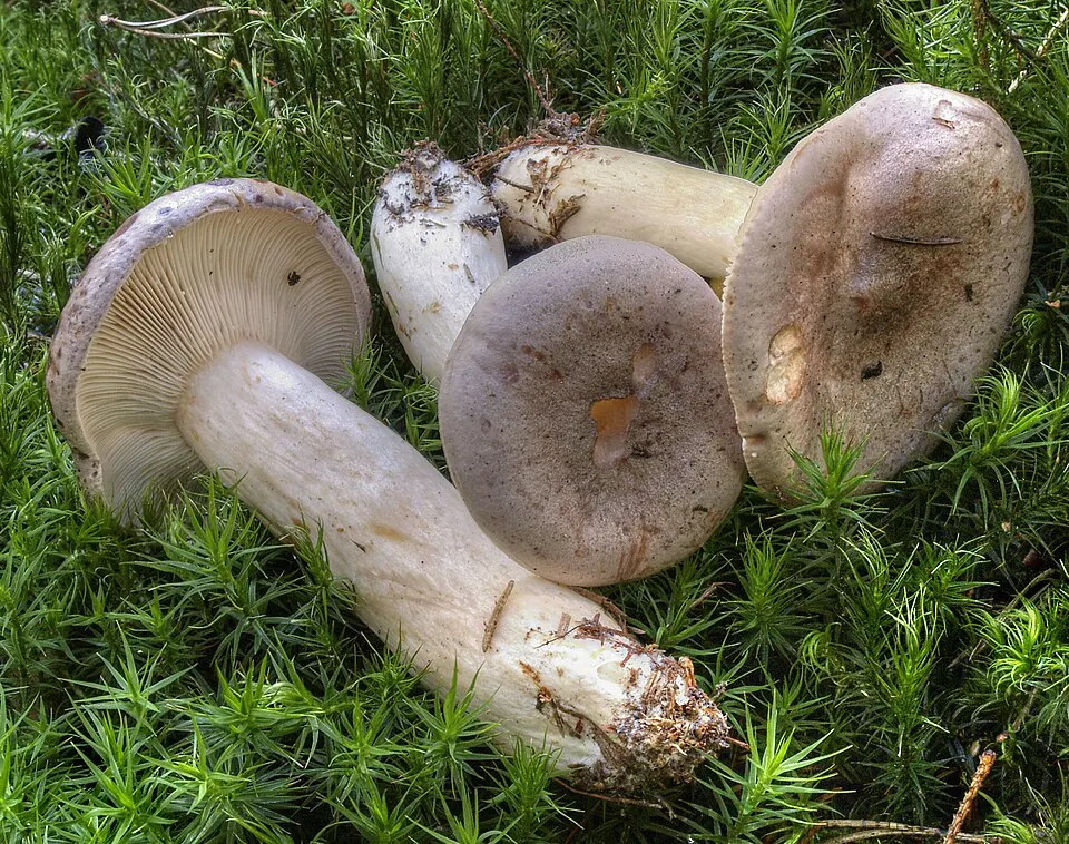 Haaparousku (Lactarius trivialis)