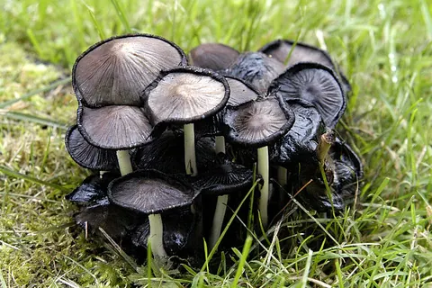 Harmaamustesieni