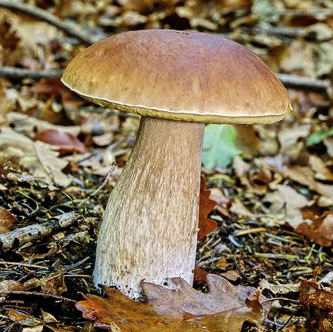 Herkkutatti