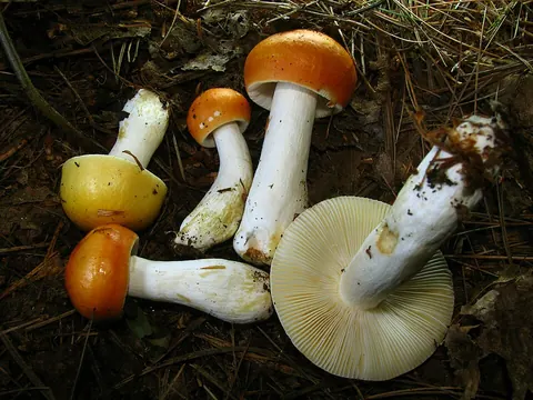 Kangashapero