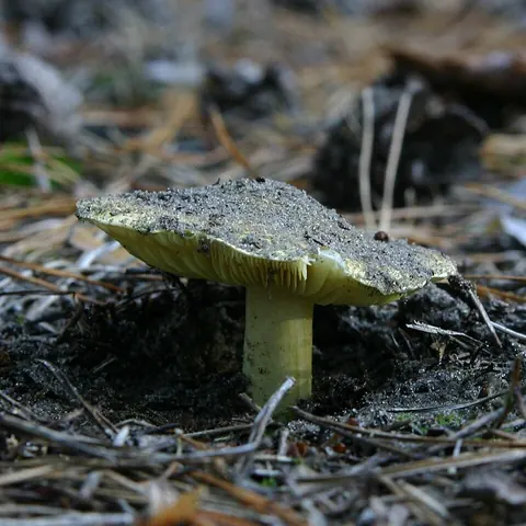 Kangaskeltavalmuska