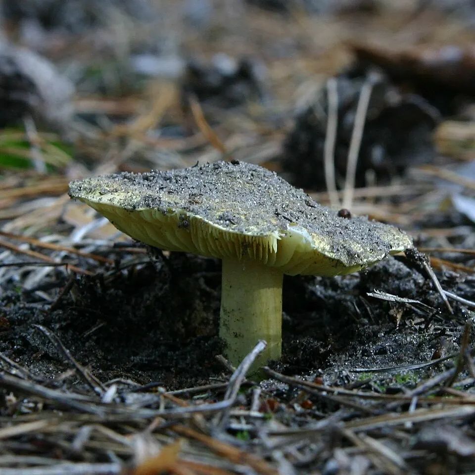 Kangaskeltavalmuska (Tricholoma equestre)