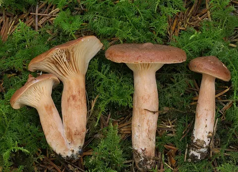 Kangasrousku