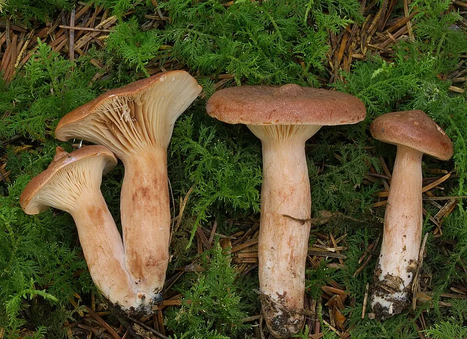 Kangasrousku (Lactarius rufus)