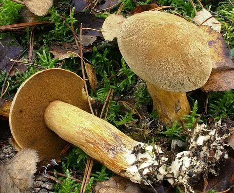 Kangastatti