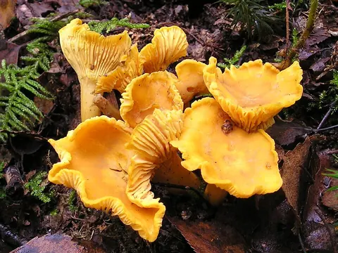 Kantarelli