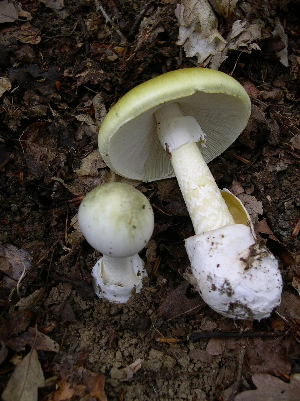 Kavalakärpässieni (Amanita phalloides)