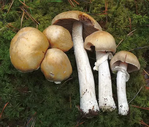 Kehnäsieni
