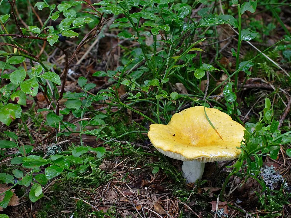 Keltahapero (Russula claroflava)