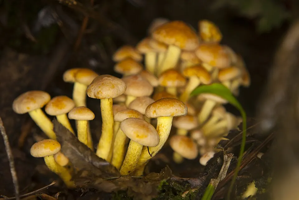Kitkerälahokka (Hypholoma fasciculare)