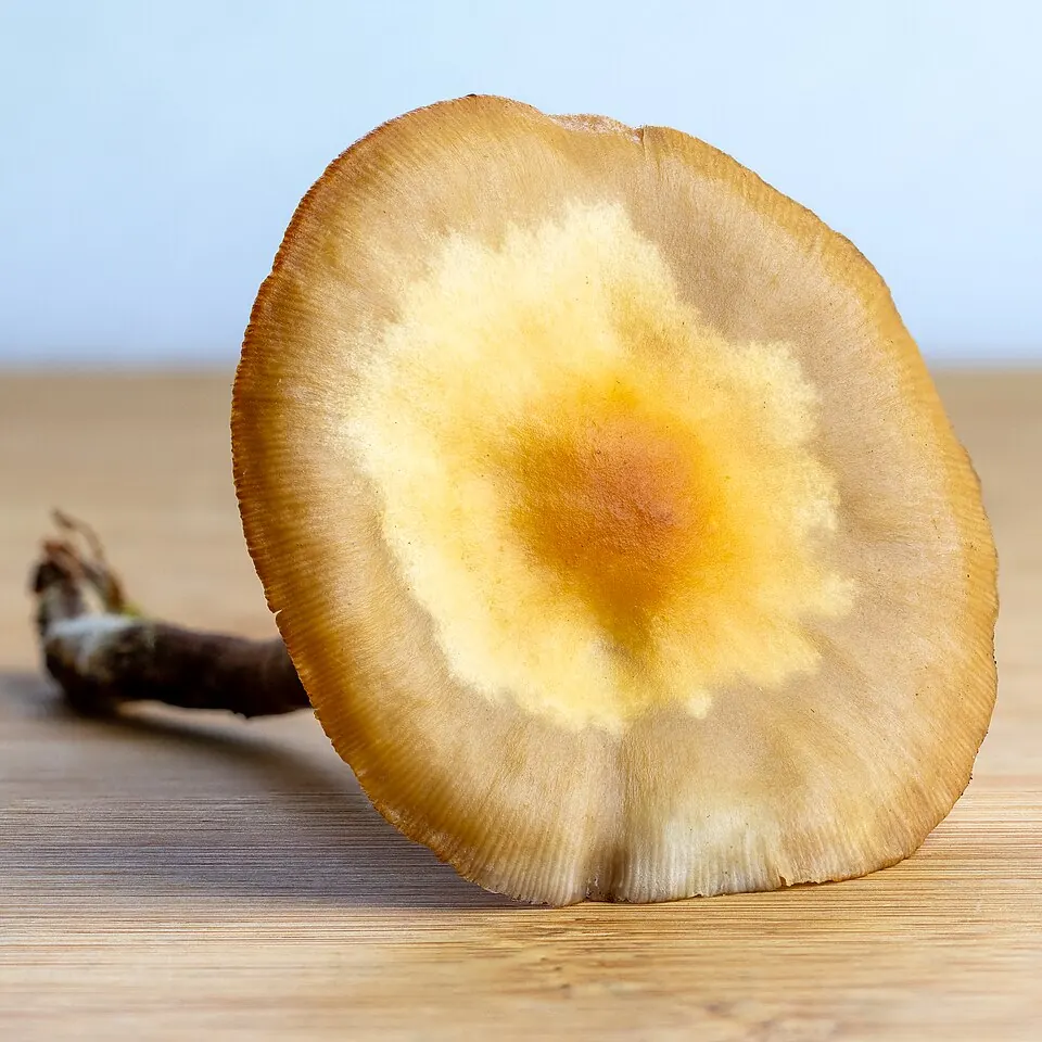 Koivunkantosieni (Kuehneromyces mutabilis)