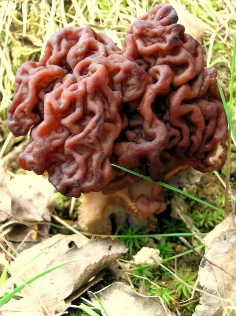 Korvasieni