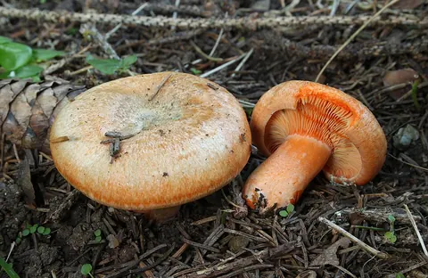 Kuusenleppärousku