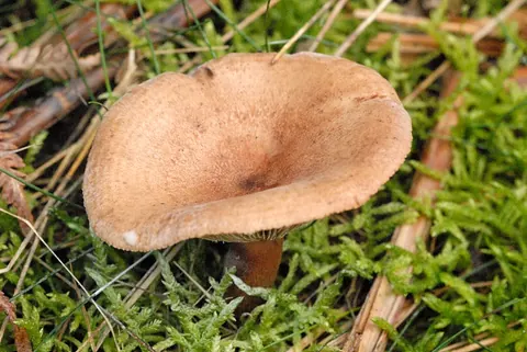 Lakritsirousku