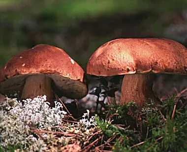 Männynherkkutatti