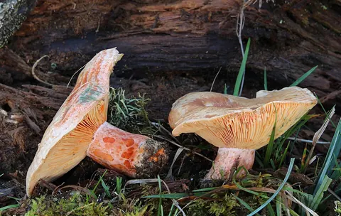 Männynleppärousku