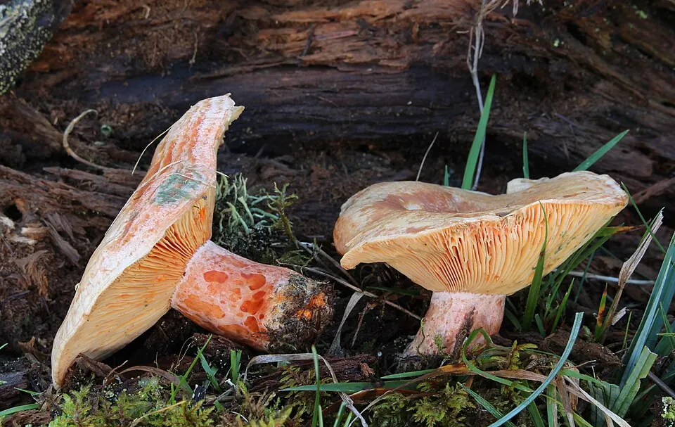 Männynleppärousku (Lactarius deliciosus)
