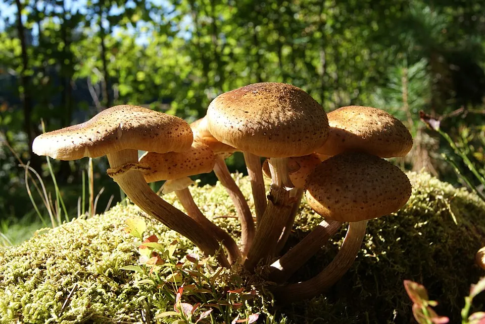 Mesisienet (Armillaria spp.)
