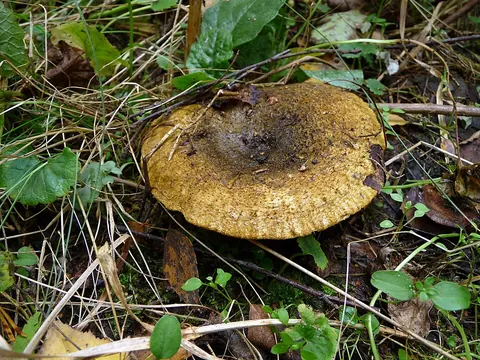Mustarousku