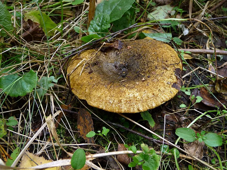 Mustarousku (Lactarius turpis)