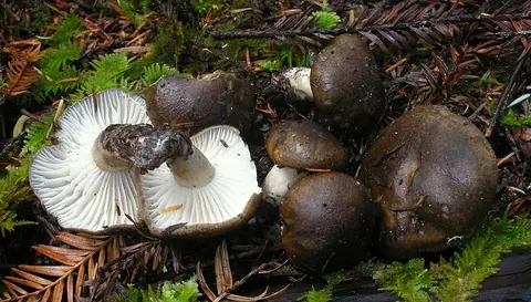 Mustavahakas