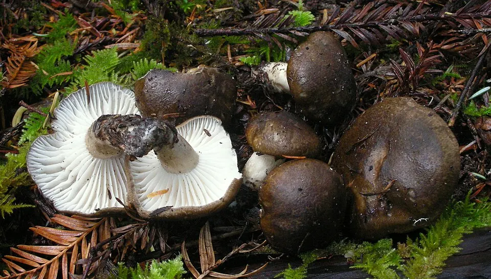 Mustavahakas (Hygrophorus camarophyllus)