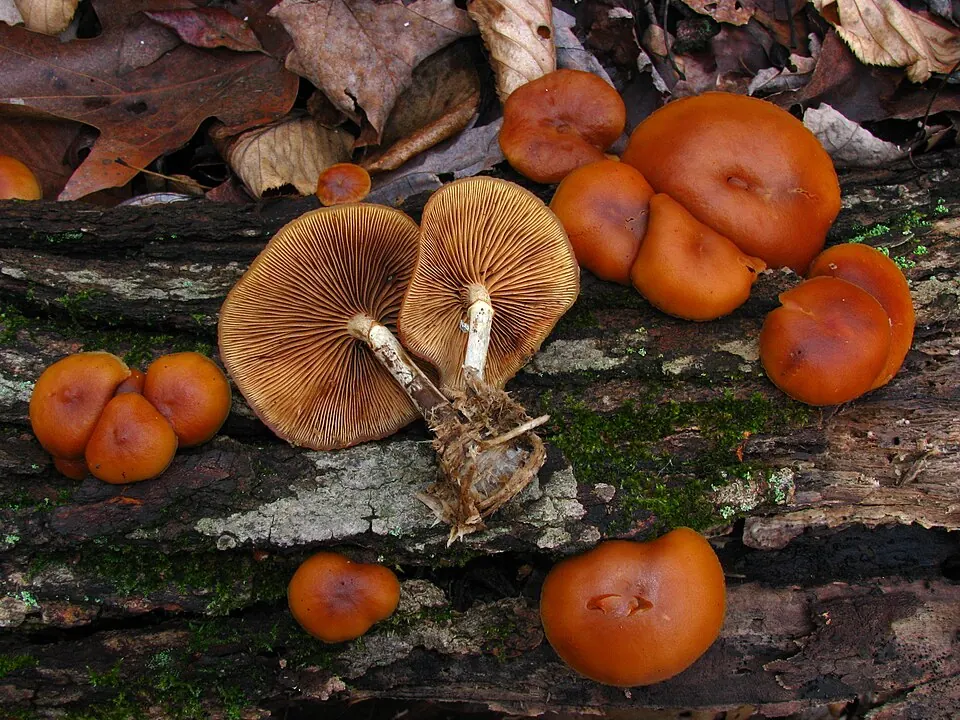 Myrkkynääpikkä (Galerina marginata)