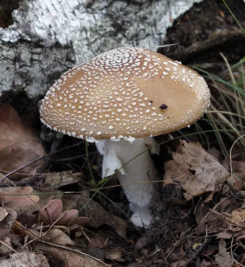 Pantterikärpässieni