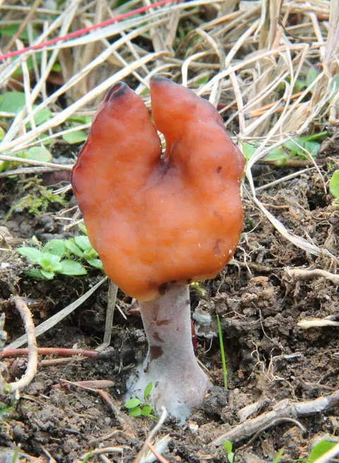 Piispanhiippa