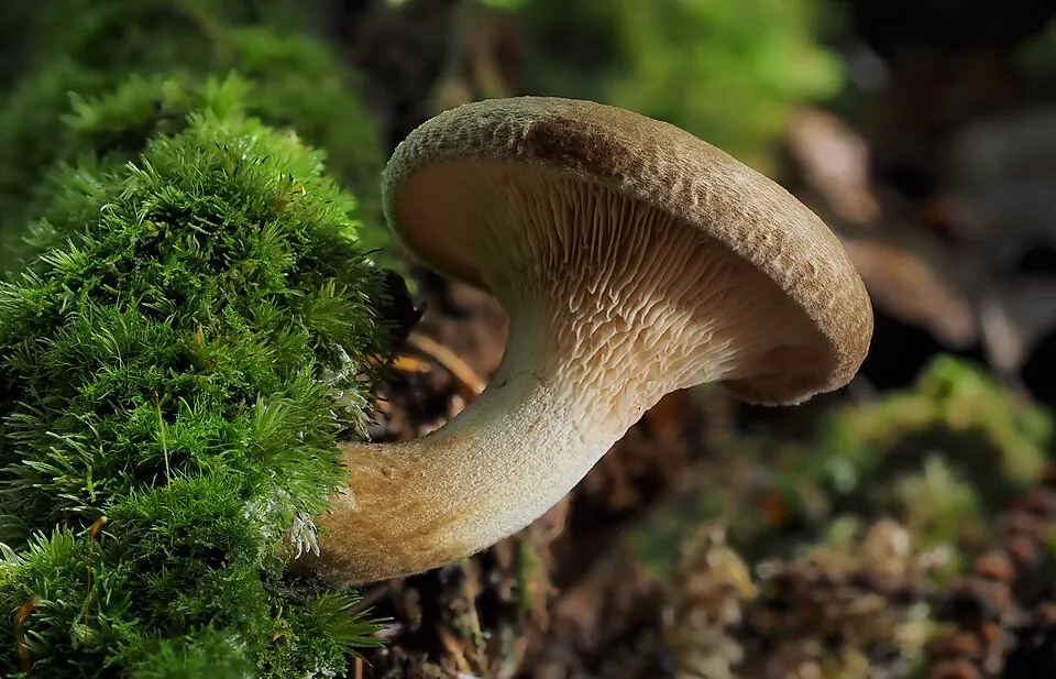 Pulkkosieni (Paxillus involutus)