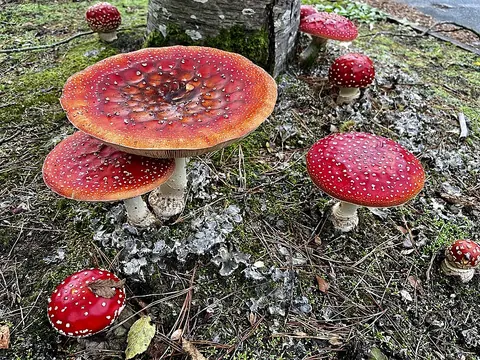 Punakärpässieni