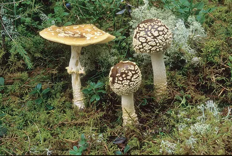 Ruskokärpässieni