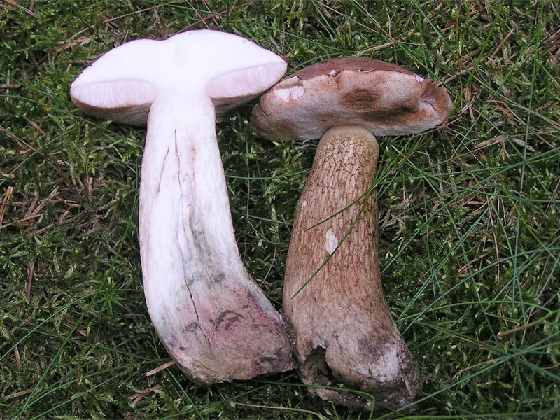 Sappitatti (Tylopilus felleus)