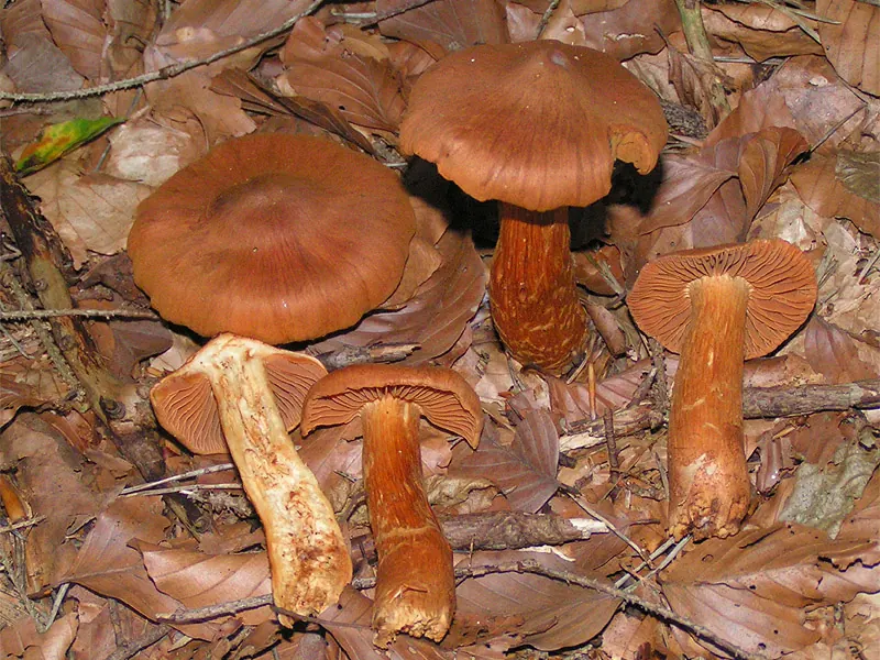 Suippumyrkkyseitikki (Cortinarius rubellus)