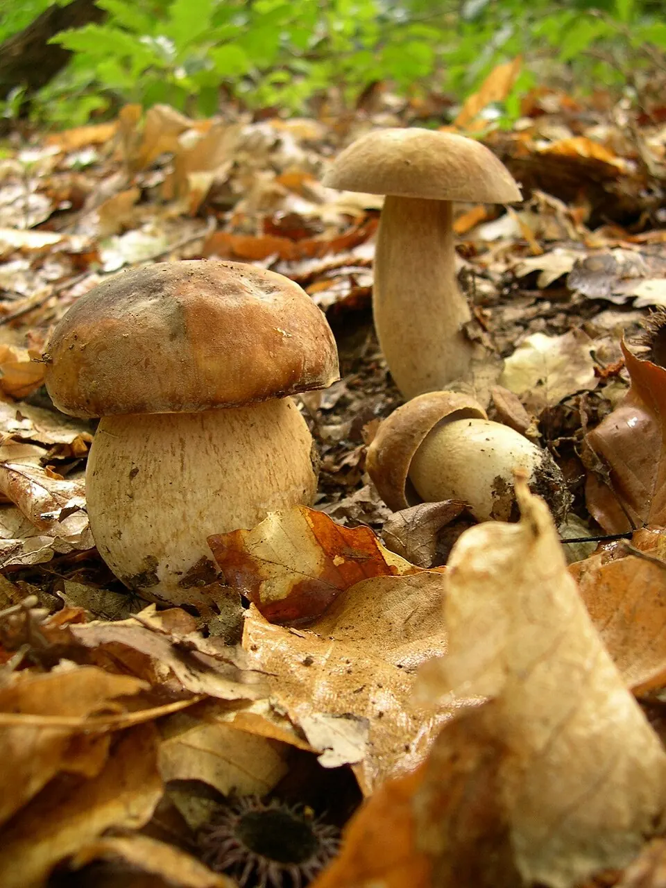 Tammenherkkutatti (Boletus reticulatus)