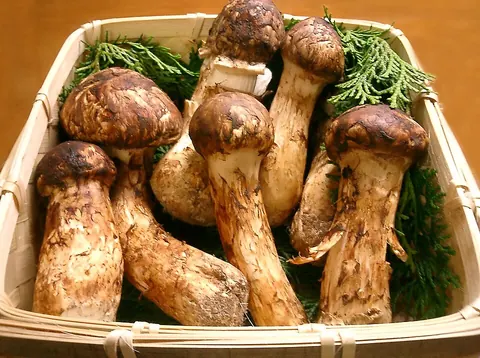 Tuoksuvalmuska