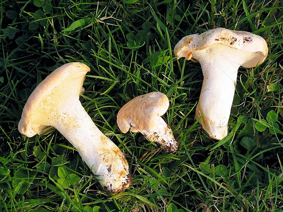 Vaaleaorakas (Hydnum repandum)