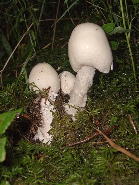 Valkokärpässieni