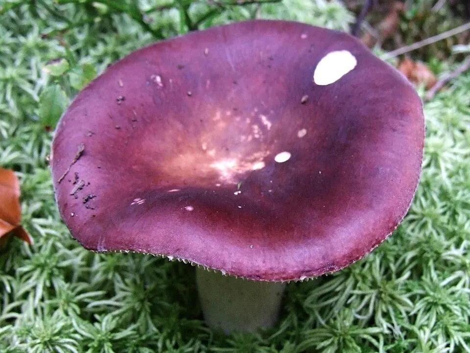 Viinihapero (Russula vinosa)