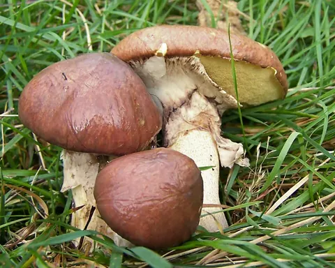 Voitatti